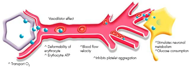 Capillary under the effects of Vinpocetine