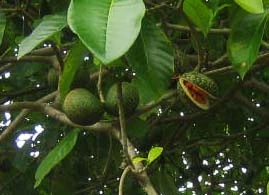 Fruto de la Voacanga en el árbol